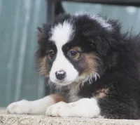 Jayne, a female Miniature Australian Shepherd for sale in Lansing, MI – Photo 3 of 3