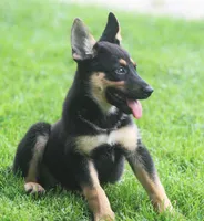 Jayne, a female German Shepherd Dog and Rottweiler for sale in Lansing, MI – 6 of 9