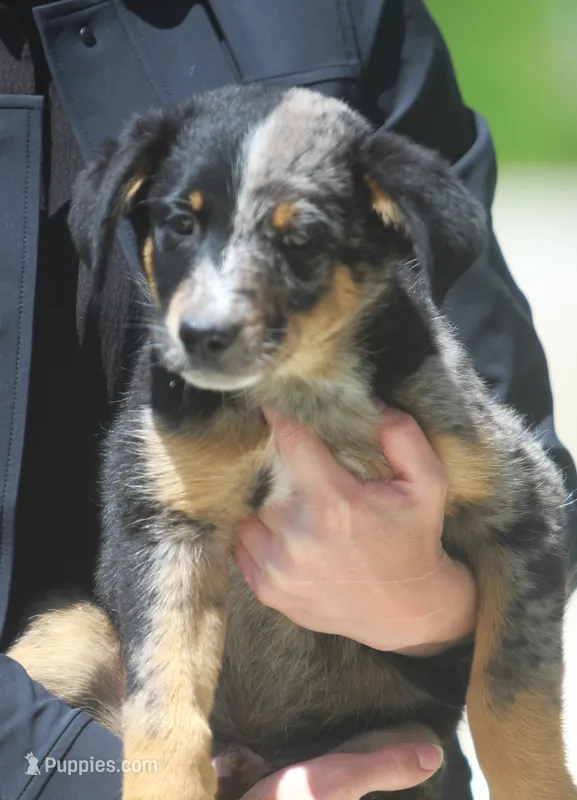 Joker – Australian Shepherd, Labrador Retriever puppy for sale in Lansing, MI