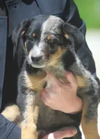 Joker, a female Australian Shepherd and Labrador Retriever for sale in Lansing, MI – 5 of 6