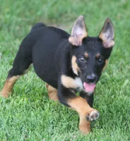 Lulu, a female German Shepherd Dog for sale in Lansing, MI – 5 of 8