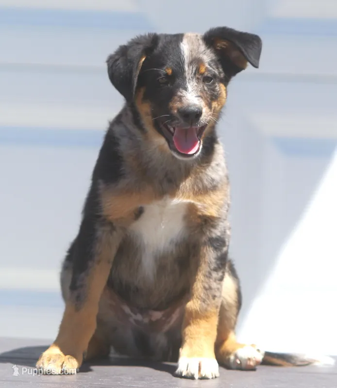 Joker – Australian Shepherd, Labrador Retriever puppy for sale in Lansing, MI