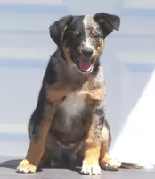 Joker, a female Australian Shepherd and Labrador Retriever for sale in Lansing, MI – 1 of 6