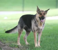 Blue, a male German Shepherd Dog and Rottweiler for sale in Lansing, MI – 8 of 9