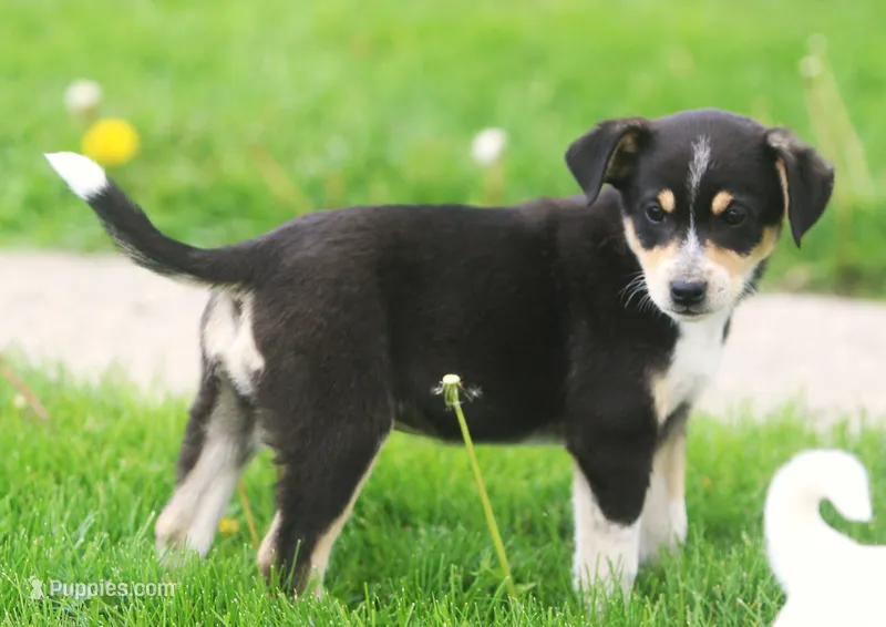 Rip – Australian Shepherd, Labrador Retriever puppy for sale in Lansing, MI