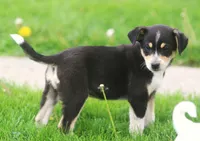 Rip, a male Australian Shepherd and Labrador Retriever for sale in Lansing, MI – 1 of 1