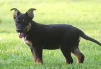 Roscoe, a male German Shepherd Dog and Rottweiler for sale in Lansing, MI – 7 of 10