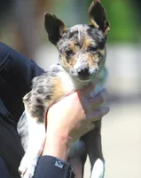 Aria, a male Australian Shepherd and Labrador Retriever for sale in Lansing, MI – 2 of 7