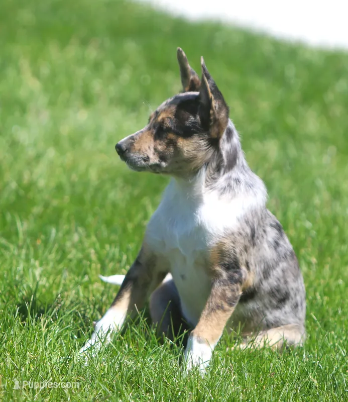 Aria – Australian Shepherd, Labrador Retriever puppy for sale in Lansing, MI