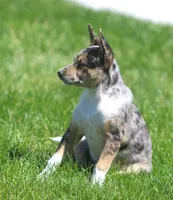 Aria, a male Australian Shepherd and Labrador Retriever for sale in Lansing, MI – 1 of 7