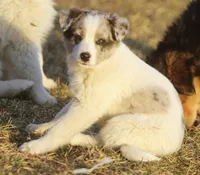 Lucy, a male Australian Shepherd and Labrador Retriever for sale in Lansing, MI – Photo 2 of 5