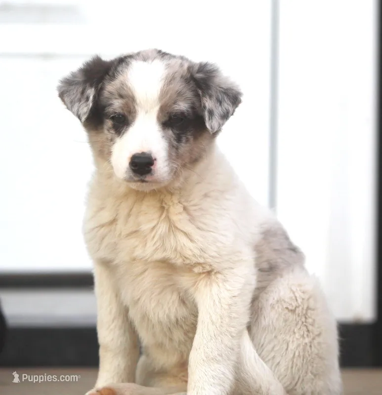 Lucy, a male Australian Shepherd and Labrador Retriever for sale in Lansing, MI – Photo 1 of 5