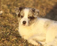 Lucy, a male Australian Shepherd and Labrador Retriever for sale in Lansing, MI – Photo 4 of 5