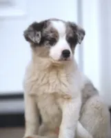 Lucy, a male Australian Shepherd and Labrador Retriever for sale in Lansing, MI – Photo 5 of 5
