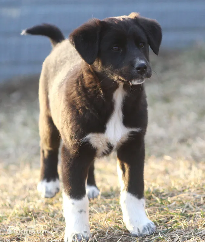 Becky, a male Australian Shepherd and Labrador Retriever for sale in Lansing, MI – Photo 1 of 4