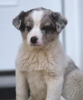 Lucy, a male Australian Shepherd and Labrador Retriever for sale in Lansing, MI – Photo 3 of 5