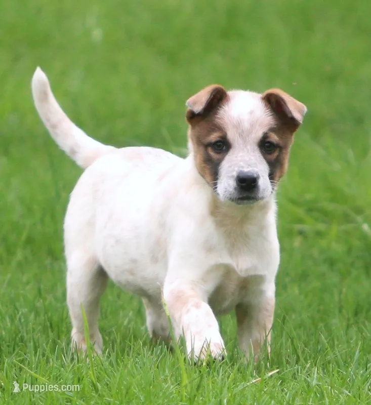 Lola – Australian Shepherd, Labrador Retriever puppy for sale in Lansing, MI