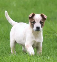 Lola, a female Australian Shepherd and Labrador Retriever for sale in Lansing, MI – 3 of 8