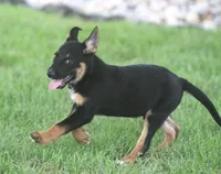 Zack, a male German Shepherd Dog and Rottweiler for sale in Lansing, MI – 4 of 8