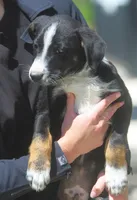 Luke, a male Australian Shepherd and Labrador Retriever for sale in Lansing, MI – 4 of 5