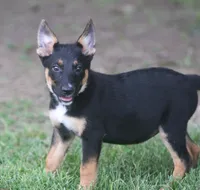 Lulu, a female German Shepherd Dog for sale in Lansing, MI – 4 of 8