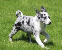 Zoey, a female Australian Shepherd and Labrador Retriever for sale in Lansing, MI – 5 of 7