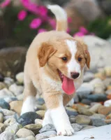 Casey, a male German Shepherd Dog and Golden Retriever for sale in Lansing, MI – 2 of 5