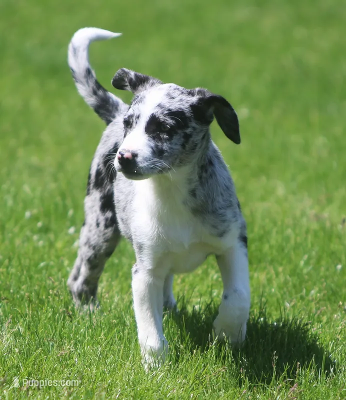 Zoey – Australian Shepherd, Labrador Retriever puppy for sale in Lansing, MI