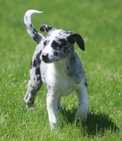 Zoey, a female Australian Shepherd and Labrador Retriever for sale in Lansing, MI – 7 of 7