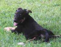 Roscoe, a male German Shepherd Dog and Rottweiler for sale in Lansing, MI – 4 of 10