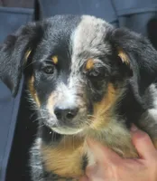 Joker, a female Australian Shepherd and Labrador Retriever for sale in Lansing, MI – 4 of 6