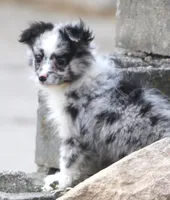 Susie, a female Miniature Australian Shepherd for sale in Lansing, MI – Photo 1 of 3