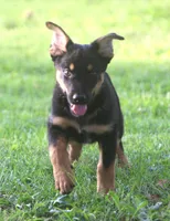 Roscoe, a male German Shepherd Dog and Rottweiler for sale in Lansing, MI – 3 of 10