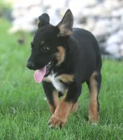 Zack, a male German Shepherd Dog and Rottweiler for sale in Lansing, MI – 5 of 8