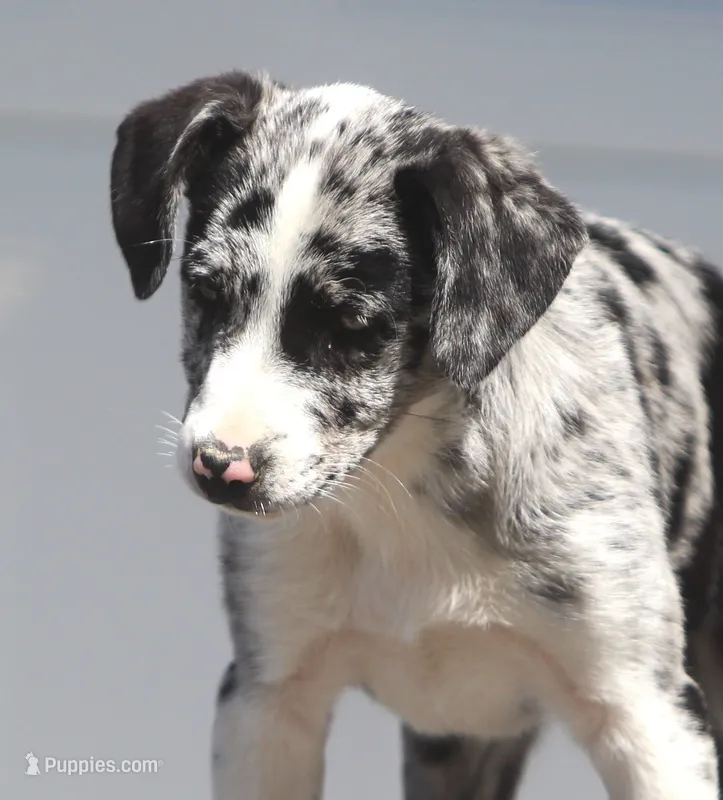 Zoey – Australian Shepherd, Labrador Retriever puppy for sale in Lansing, MI