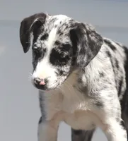 Zoey, a female Australian Shepherd and Labrador Retriever for sale in Lansing, MI – 1 of 7