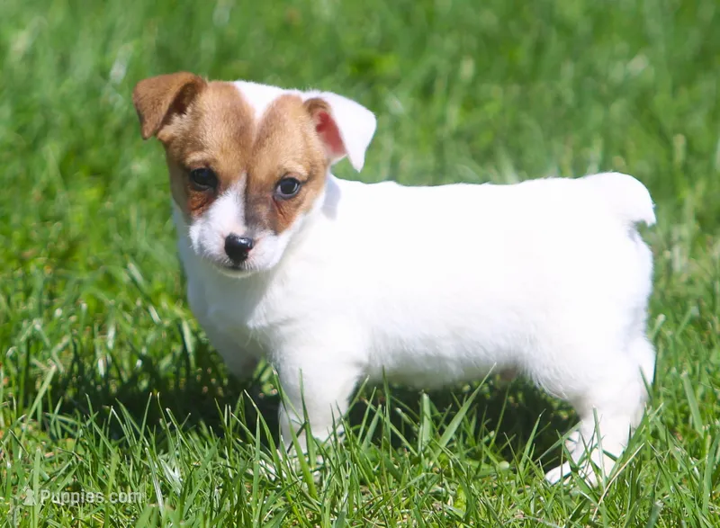 Beny – Jack Russell Terrier puppy for sale in Lansing, MI