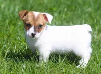Beny, a male Jack Russell Terrier for sale in Lansing, MI – Photo 3 of 3