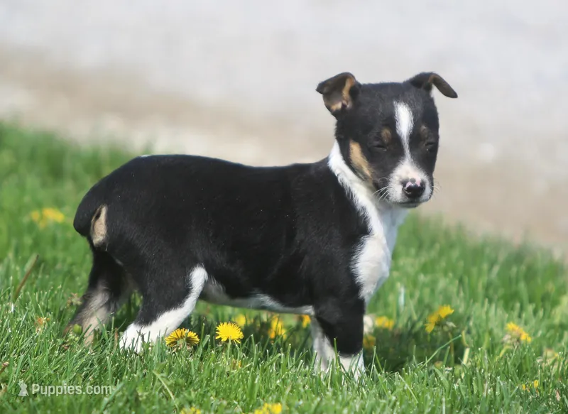 Little Dan – Jack Russell Terrier puppy for sale in Lansing, MI
