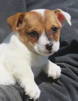 Beny, a male Jack Russell Terrier for sale in Lansing, MI – Photo 1 of 3