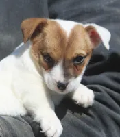 Beny, a male Jack Russell Terrier for sale in Lansing, MI – Photo 2 of 3