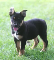Blue, a male German Shepherd Dog and Rottweiler for sale in Lansing, MI – 4 of 9