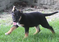 Blue, a male German Shepherd Dog and Rottweiler for sale in Lansing, MI – 6 of 9