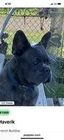 Maverick, a male French Bulldog for sale in Virginia, MN – 3 of 3