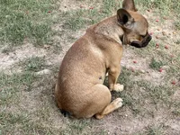 Dolly, a female French Bulldog for sale in Virginia, MN – 2 of 4