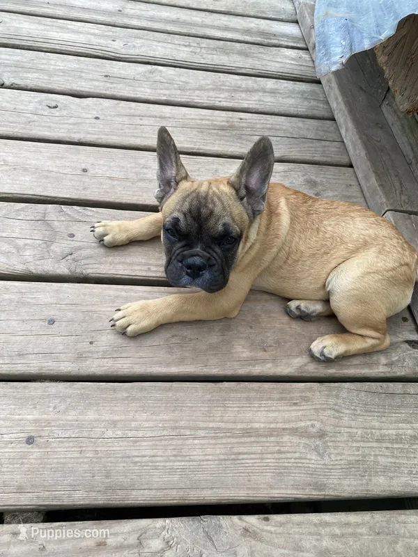 Schooby Dooo – French Bulldog puppy for sale in Virginia, MN