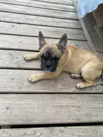 Schooby Dooo, a male French Bulldog for sale in Virginia, MN – 1 of 2