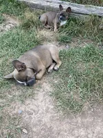 Kristy, a female French Bulldog for sale in Virginia, MN – 5 of 5