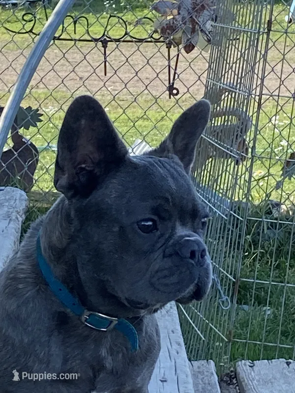 Blue Boy – French Bulldog puppy for sale in Virginia, MN