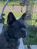 Blue Boy, a male French Bulldog for sale in Virginia, MN – 1 of 4